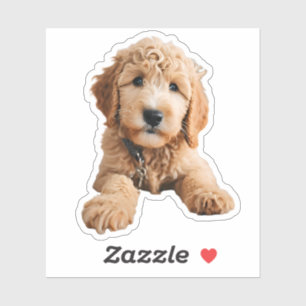 Pegatina Golden Doodle Puppy