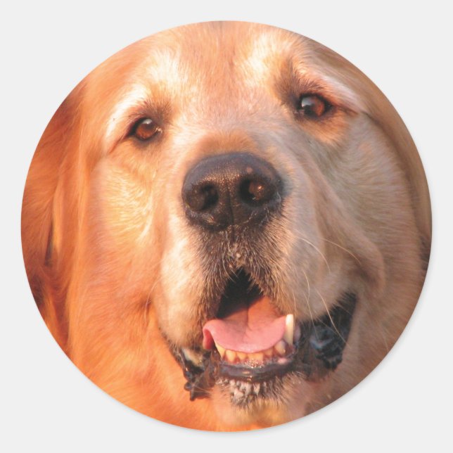 Pegatina Golden Retriever (Anverso)