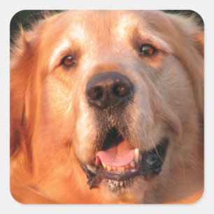Pegatina Golden Retriever