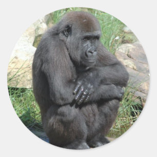 Pegatina Gorilla Sitting