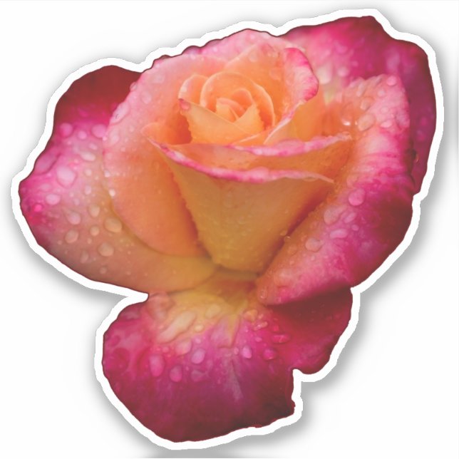 Pegatina Gotas De Lluvia En Los Rosas (Anverso)