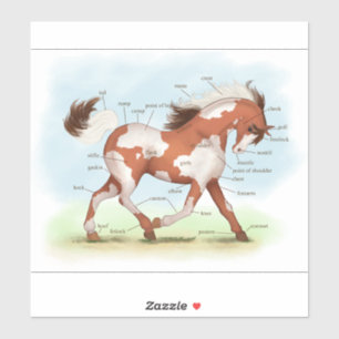 Pegatina Gráfica de anatomía de caballos de Pinto Pony
