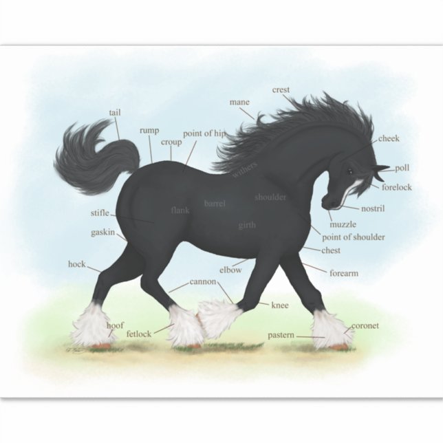 Pegatina Gráfica de anatomía del equino de caballo de los c (Anverso)