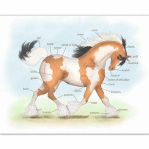 Pegatina Gráfica de anatomía ecuestre educativa de caballos