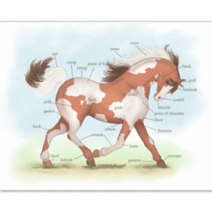 Pegatina Gráfica de anatomía ecuestre educativa Pinto Pony