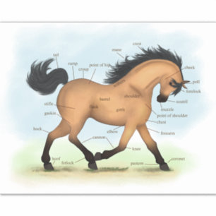 Pegatina Gráfica de anatomía equina educativa de la piel de