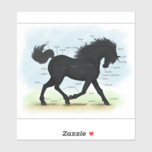 Pegatina Gráfica de anatomía equina negra o pony