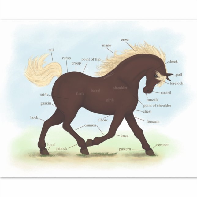 Pegatina Gráfico de anatomía del equino de montaña rocoso (Anverso)