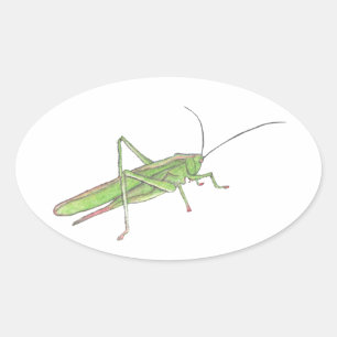 Pegatina Grasshopper
