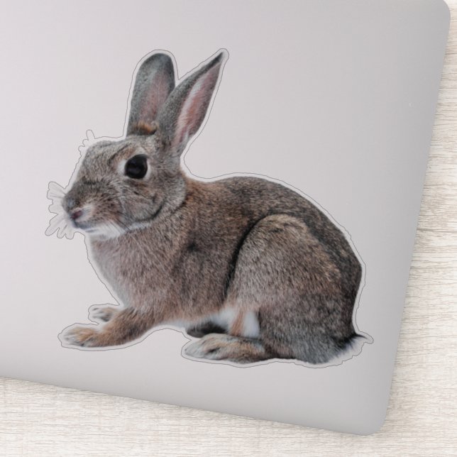 Pegatina Gray Cottontail Rabbit Pet Bunny  (Detalle)