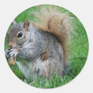 Pegatina Gray Squirrel