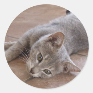 Pegatina Gris Cat