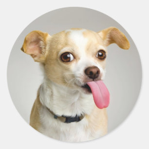 Pegatina grosero de la chihuahua