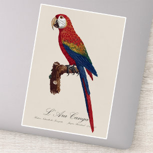 Pegatina Guacamayo Escarlata o Guacamayo Macao, Ara macao