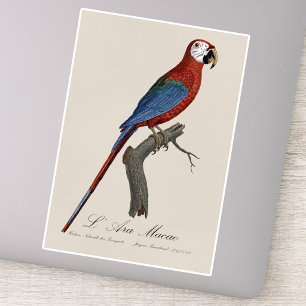 Pegatina Guacamayo rojo y verde, Ara chloropterus