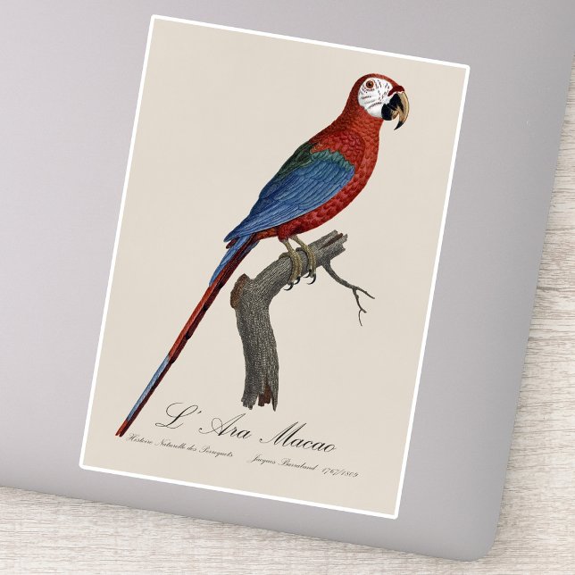 Pegatina Guacamayo rojo y verde, Ara chloropterus (Red-and-green Macaw, Ara chloropterus. Sticker)