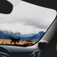 Guay T-rex Dinosaur For Car Truck Window