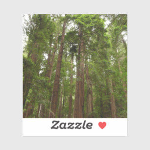 Pegatina Hasta Redwoods I en Muir Woods National Monument