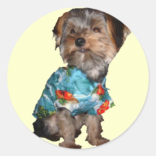 Pegatina hawaiano yorkie (Anverso)