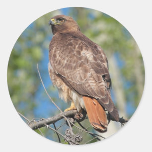 Pegatina Hawk 3 de cola roja