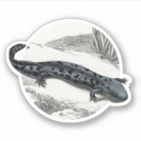 Hellbender Salamander