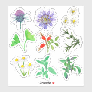 Pegatina Hierbas medicinales Rosehips Rosemary Chamomile Gi