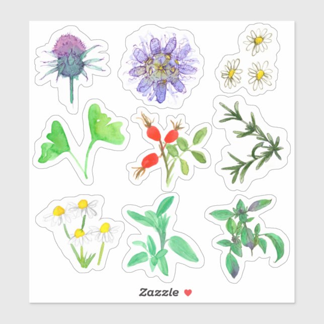 Pegatina Hierbas medicinales Rosehips Rosemary Chamomile Gi (Hoja)