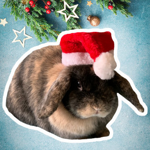 Pegatina Holland Lop Bunny Daisy Personalizado Christmas St