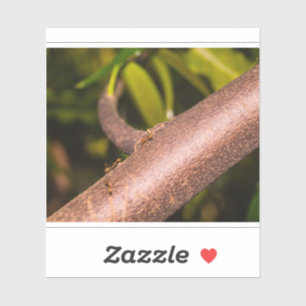 Pegatina Hormigas Tejedoras en una Madera