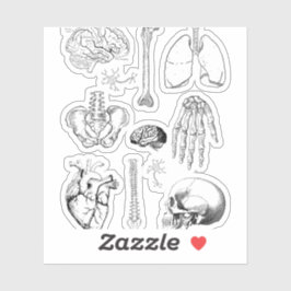 Pegatina Human Anatomy Vintage Medical Illustration Set