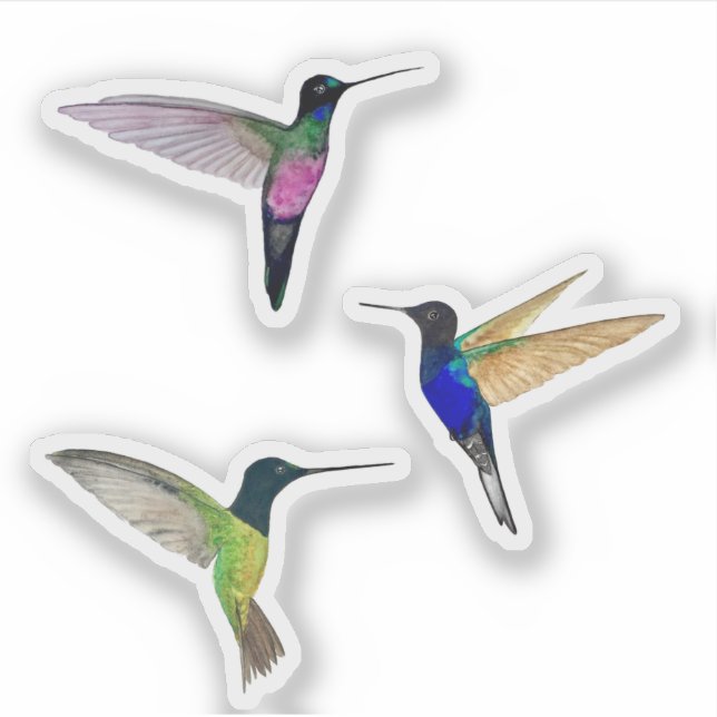 Pegatina Hummingbirds Tropical (Anverso)