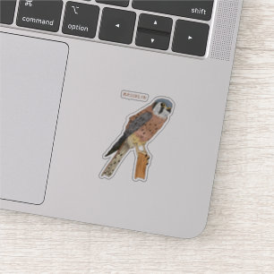 Pegatina Ilustracion americano de aves de Kestrel