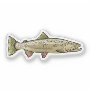 Pegatina Ilustracion atlántico de salmón