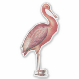 Pegatina Ilustracion de ave vintage de Roseate Spoonbill