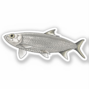 Pegatina Ilustracion vectorial de arenques