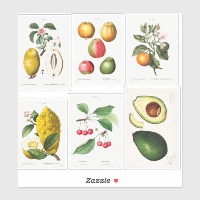 Pegatina Ilustraciones botánicos (Hoja)