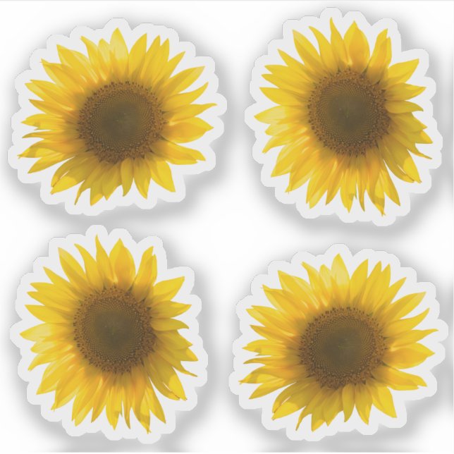 Pegatina Imagen de girasol amarillo real 4x set (Anverso)