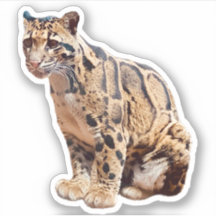 imagen de leopardo nublado naturaleza vida salvaje