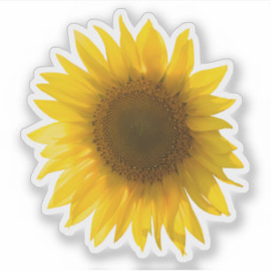 Pegatina imagen real de girasol amarillo