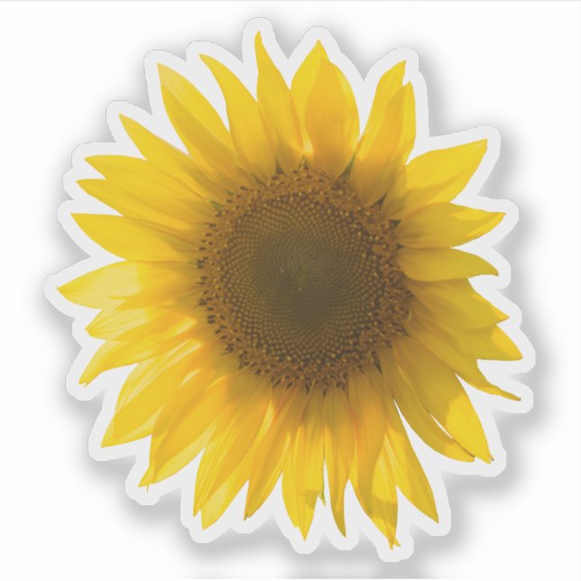 Pegatina imagen real de girasol amarillo (Anverso)