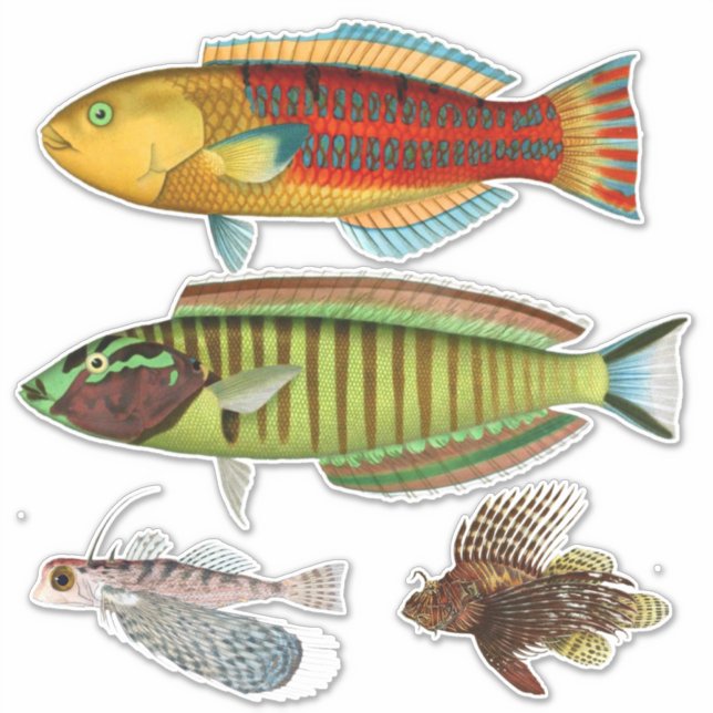 Pegatina Impresión artística Ilustracion de peces tropicale (Anverso)