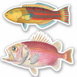 Pegatina Impresión artística Ilustracion de peces tropicale