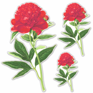 Pegatina Impresión botánica vintage, Peonía Roja Profunda