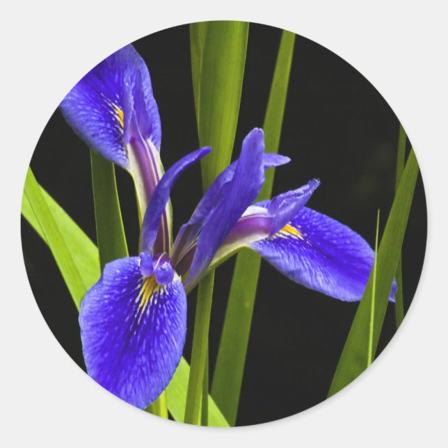 Pegatina Iris Azul (Anverso)