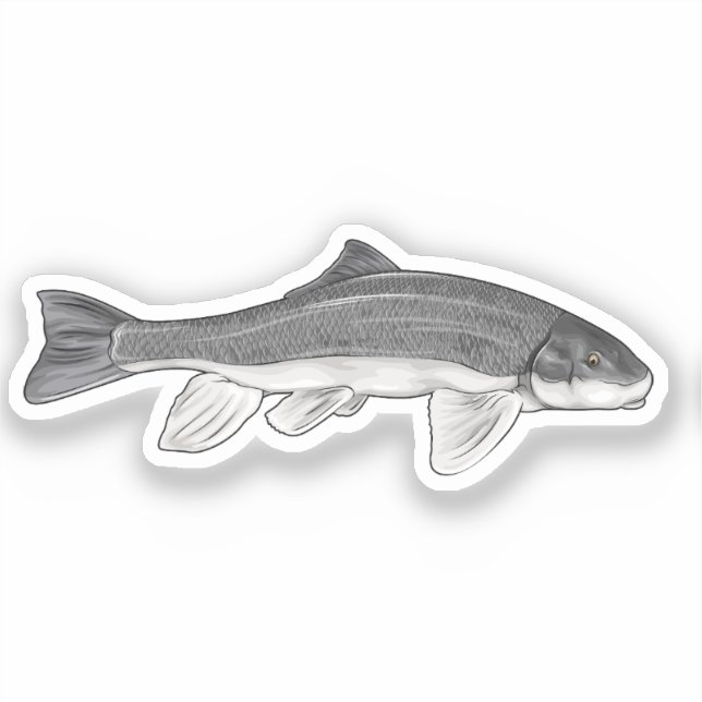 Pegatina June Sucker Fish Vector Ilustracion (Anverso)