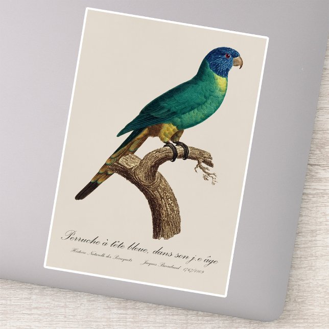 Pegatina Juvenil de lori arcoíris Trichoglossus moluccanus (Perruche a tete bleue / Rainbow lorikeet, juvenile. Sticker)