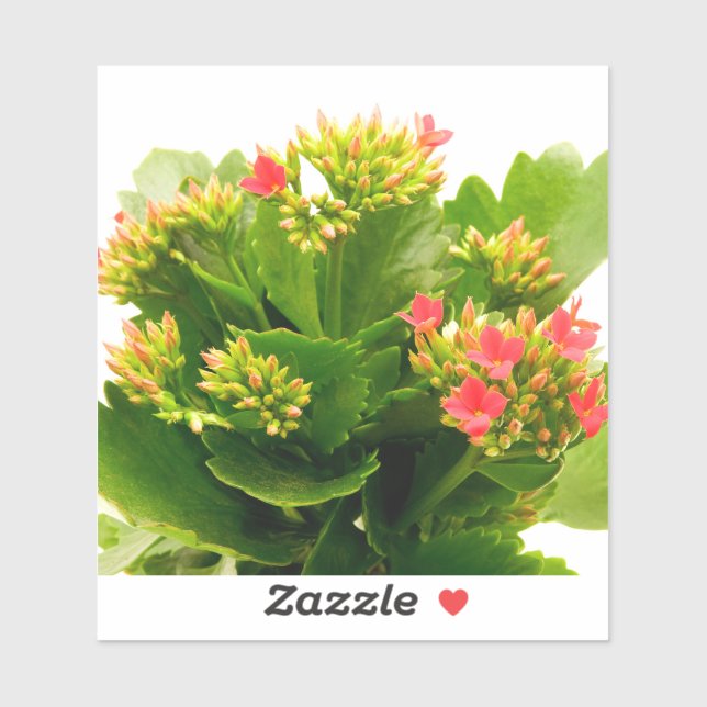 Pegatina Kalanchoe blossfeldiana (Hoja)