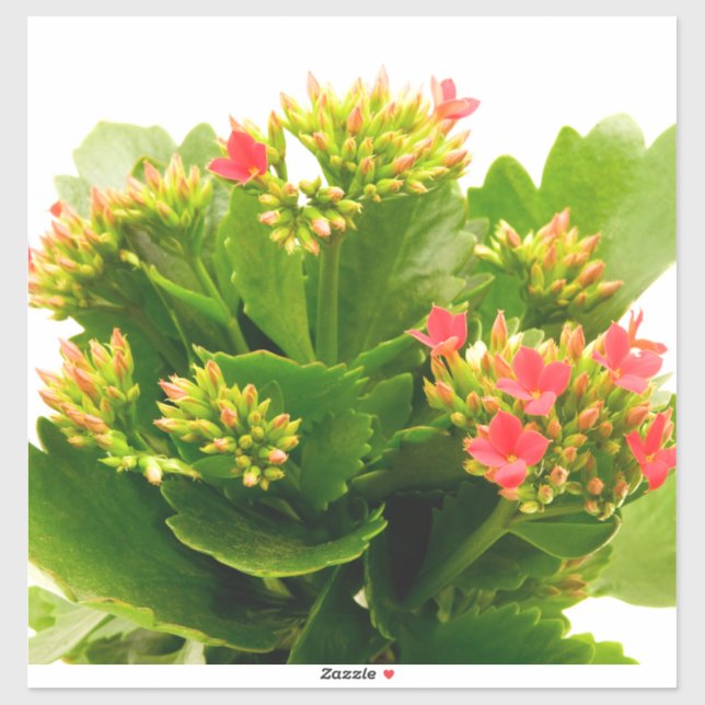 Pegatina Kalanchoe blossfeldiana (Hoja)