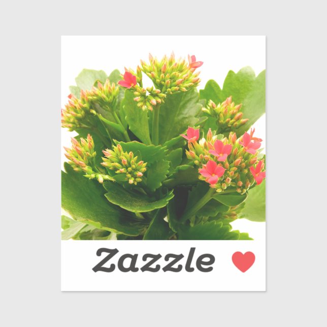 Pegatina Kalanchoe blossfeldiana (Hoja)