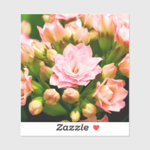 Pegatina Kalanchoe calandiva